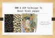 Black pepper :Rmm and vcm –a revolutionary method for boosting black pepper production of kerala