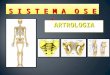 Sistema oseo, artrologia