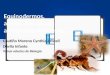 Equinodermos y Artropodos (insecta y no insecta)