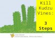 Kill Kudzu Vines in 3 Steps