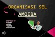Organisasi sel amoeba (sarah)