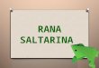 Rana saltarina