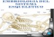 Embriología del Sistema Esqueletico