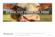 Stand Out From the Herd  - A Sales Professional's Self-Assessment Tool