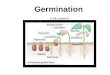 Biology Germination