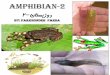 Amphibian 2