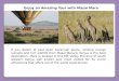 Enjoy an amazing tour with masai mara safari