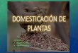 Domesticación de plantas