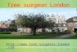 London tree surgeon