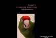 Early Parrot Education - Stage 5 - Fledging Acquiring Independence