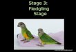 Early Parrot Education - Stage 3 - Fledgling