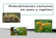 Malnutriciones comunes en aves y reptiles