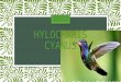Hylocharis  cyanus