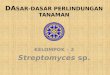 Streptomyces (KELOMPOK 2 DDPT )