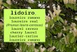 Lidoiro, Loureiro real (Prunus lauro-cerasus)