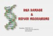 Dna damage and repair