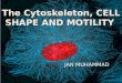 Cytoskeleton , cell shape and cell motility