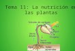 11 nutricion plantas