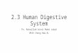 2.3 human digestive system