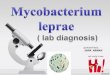 Mycobacterium leprae - Lab diagnosis