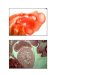 Imagenes Sin Rotular Embrio 2 Parcial
