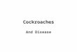 Cockroaches and Disease
