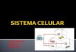 Sistema Celular