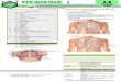 MED 1.4 PE of the Chest, Lungs, Breast, and Axilla.pdf