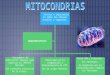 6- Mitocondrias