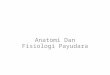 Anatomi Dan Fisiologi Payudara