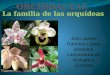 Familia Orchidaceae (orquídeas)