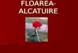 Floarea Alcatuire