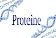 Grupa 3 - Proteinele