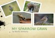 My Sparrow Gran - Berlie Doherty