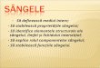 sangele (1).ppt