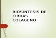 Biosintesis Del Colageno