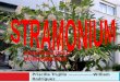 Personalidad de Stramonium