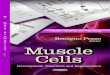 Muscle Cells, Development etc