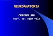 L3 - Cerebellum