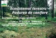 Ecosistemul terestru - Padurea de conifere 2 (1).ppt