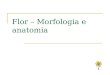 Flor Morfologia e Anatomia 1225977331490095 9