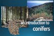 Conifers Powerpoint