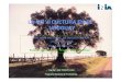 La Olivicultura en Uruguay-Villamil.pdf