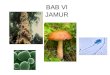 Bab6 jamur