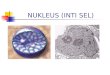 Nukleus (Inti Sel)