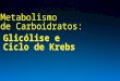 metabolismo carboidratos