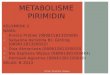Biokimia Metabolisme Pirimidin