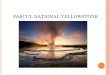 Parcul Național Yellowstone Powerpoint