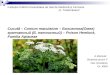 Cututa Conium maculatum