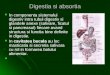 CURCURS 11 Digestiia Si Absorbtia LipidelorS 11 Digestiia Si Absorbtia Lipidelor